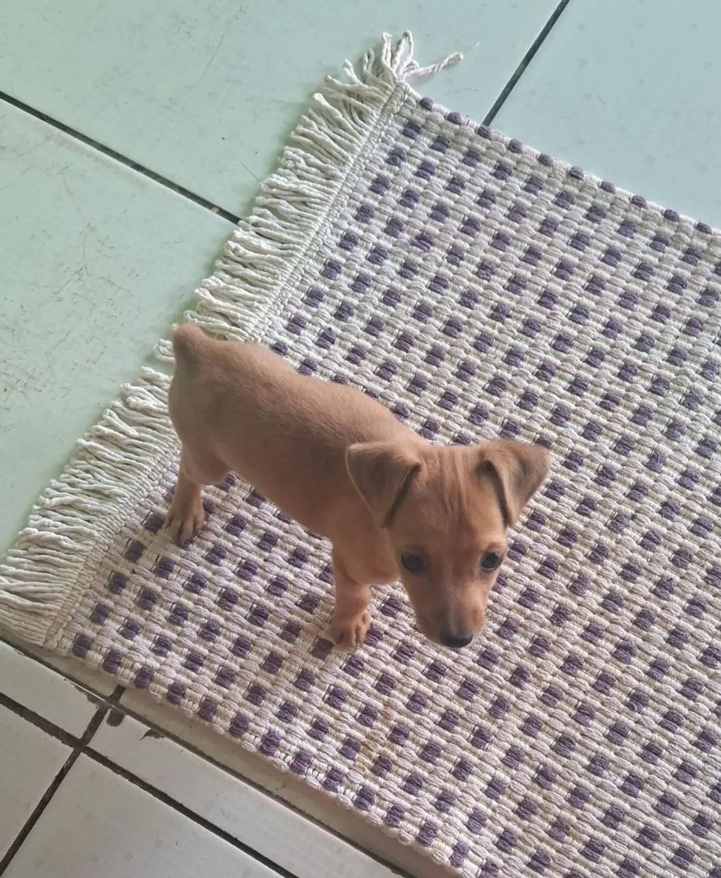Pinscher macho número zero 