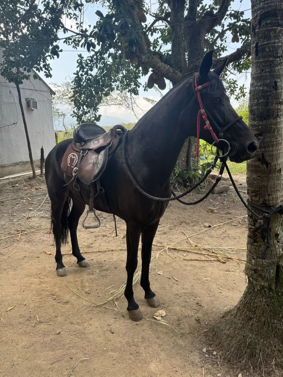 Cavalo manga larga castrado a venda .  - Foto 3