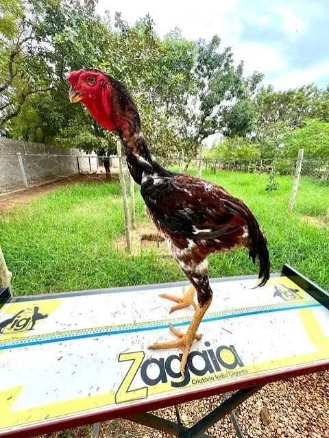 Galo Índio  - Foto 2