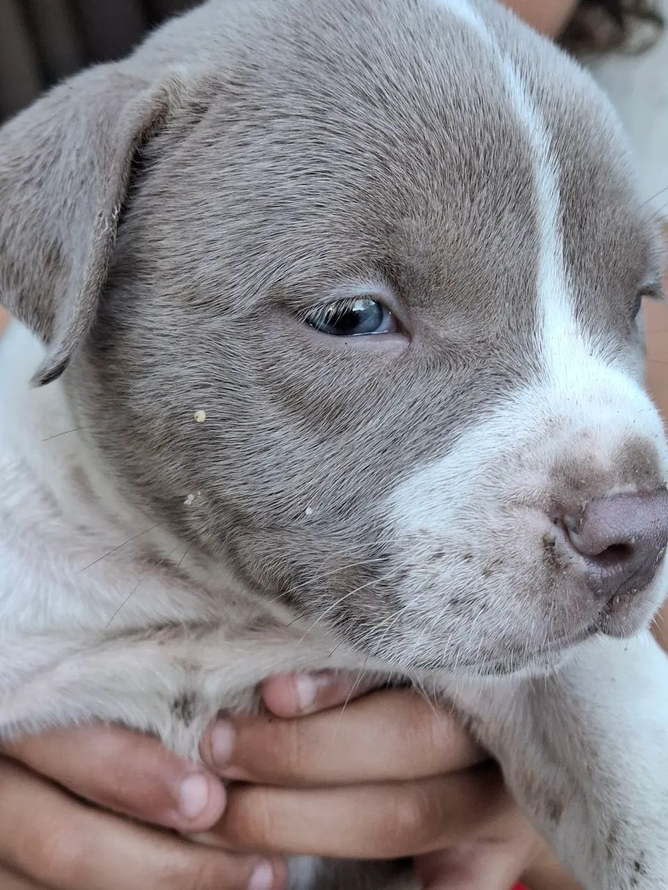 Filhote de American bully standard - Foto 2