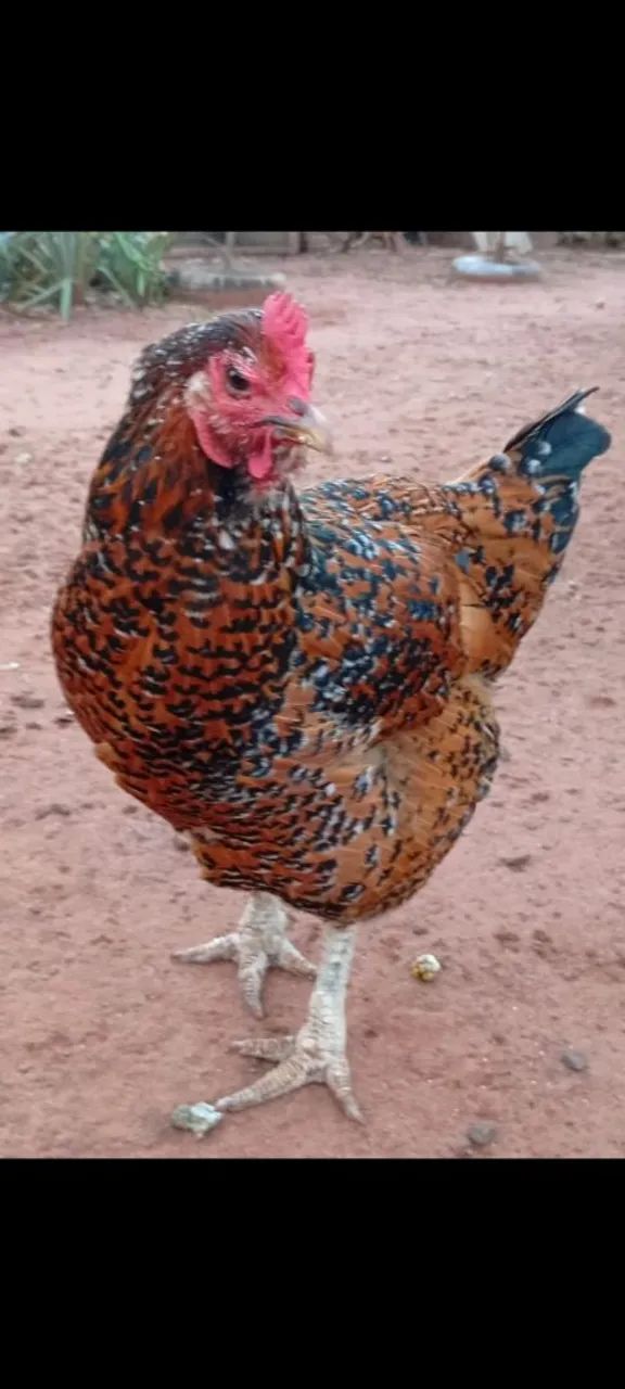 Gsb galinha ovos e pintinhos a venda  - Foto 2