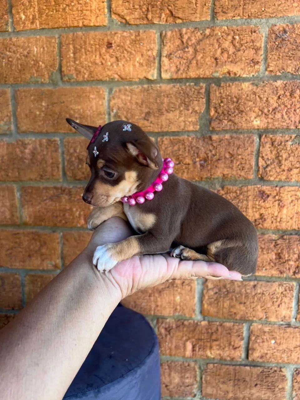 Pinscher fêmea chocolate pequena 