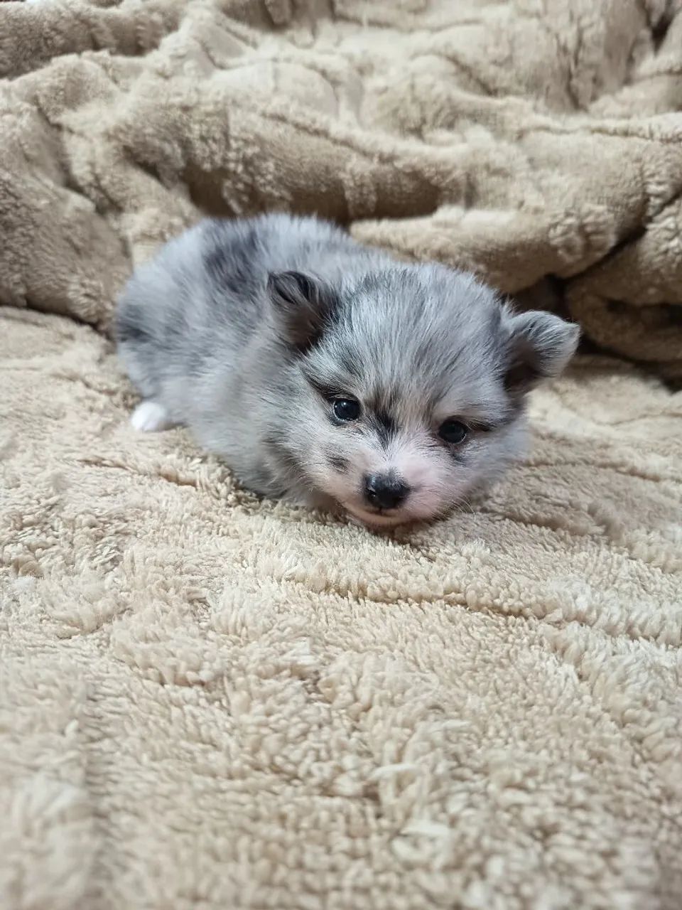 Spitz filhote macho merle - Foto 3