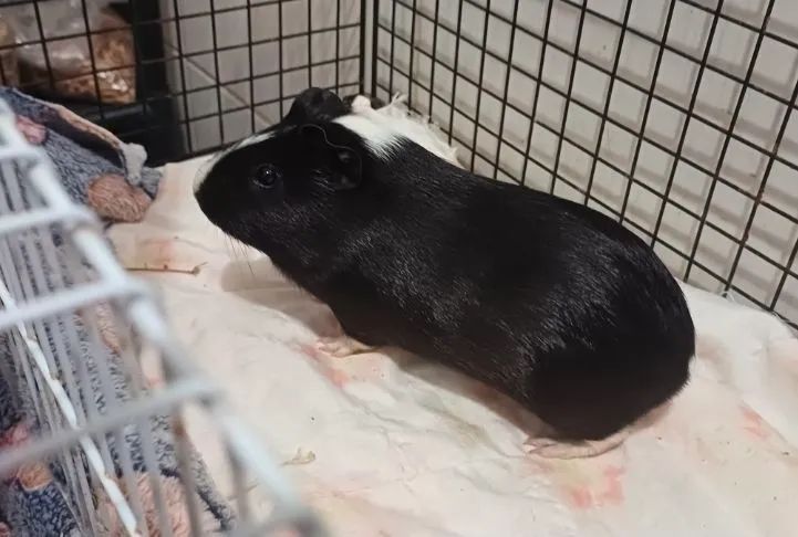 Doação de Porquinha da Índia Fêmea 