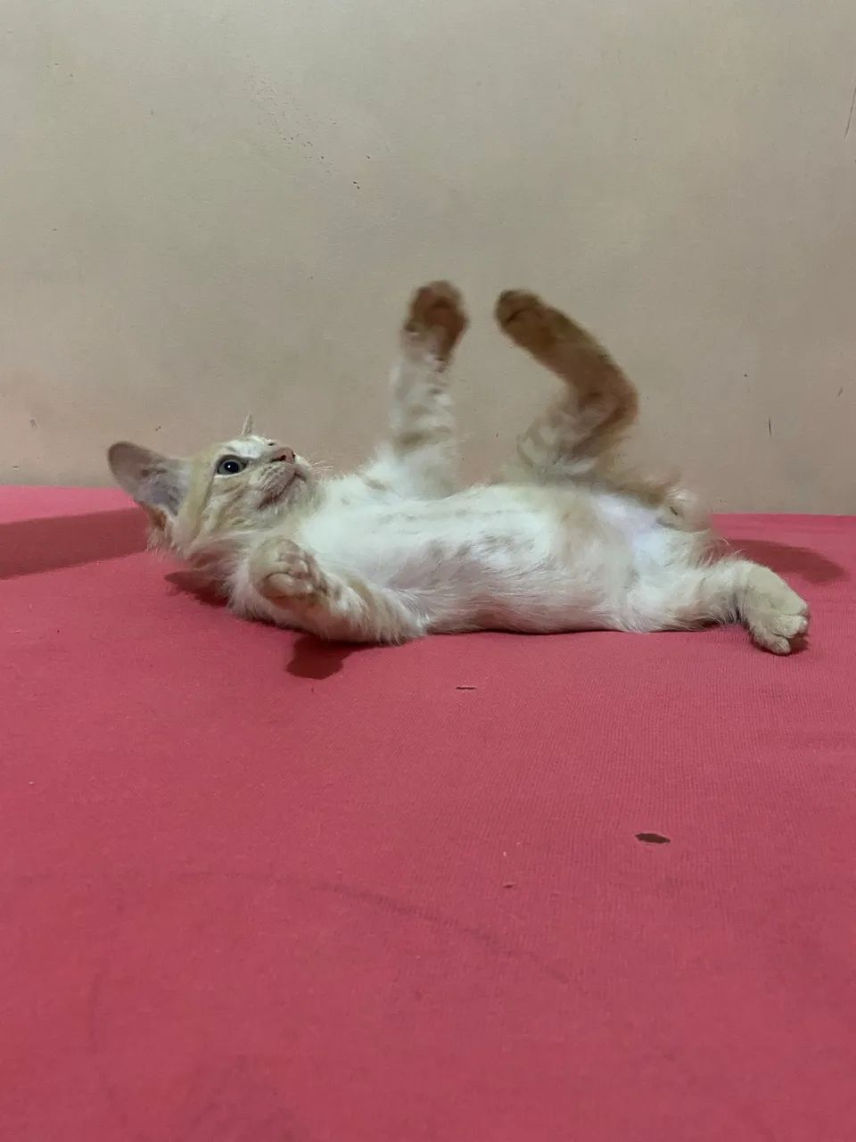 Gatinho lindo para adoção  - Foto 2