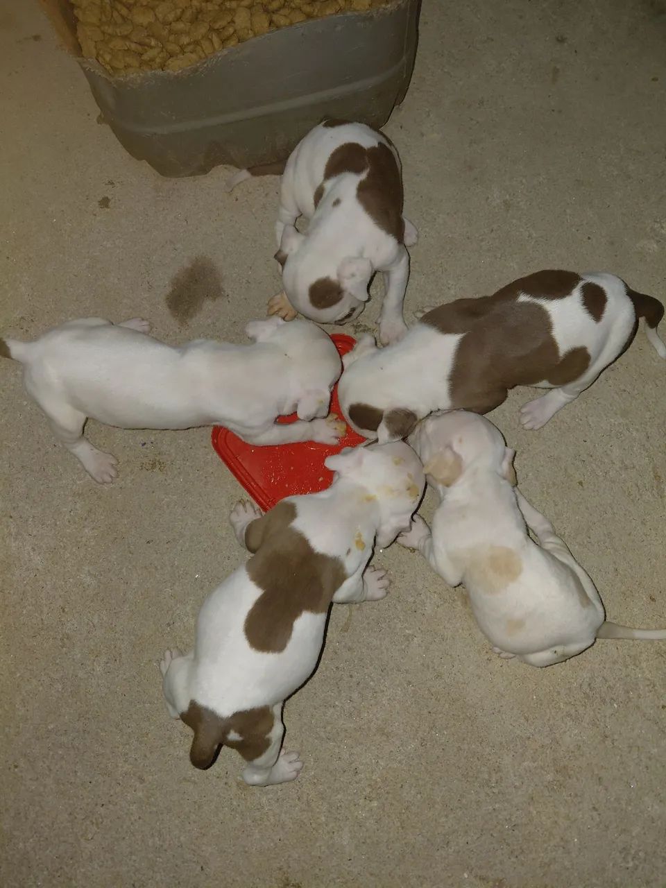 Filhote pit bull  - Foto 5