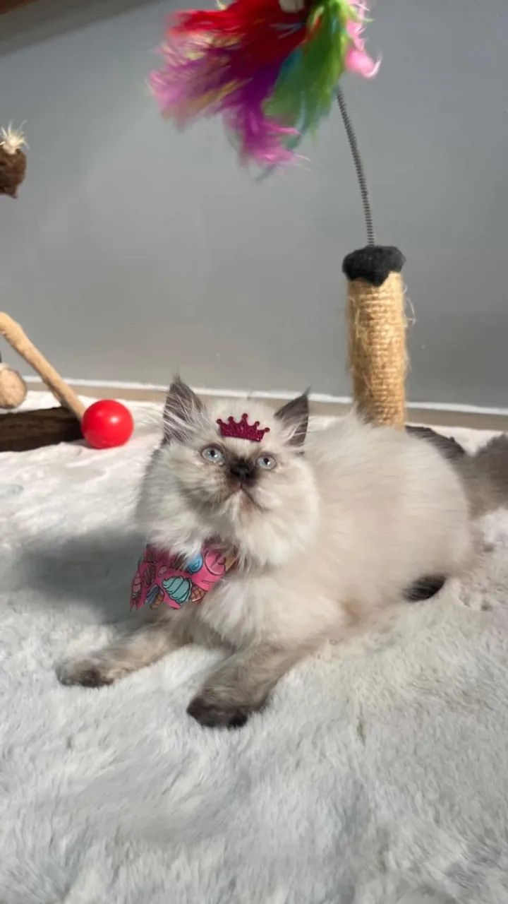 Gato Persa com Pedigree - Foto 5