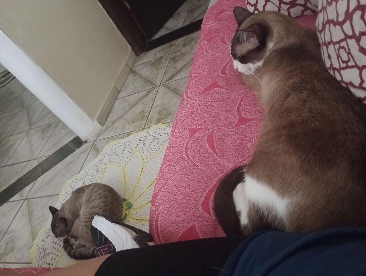 Doação 