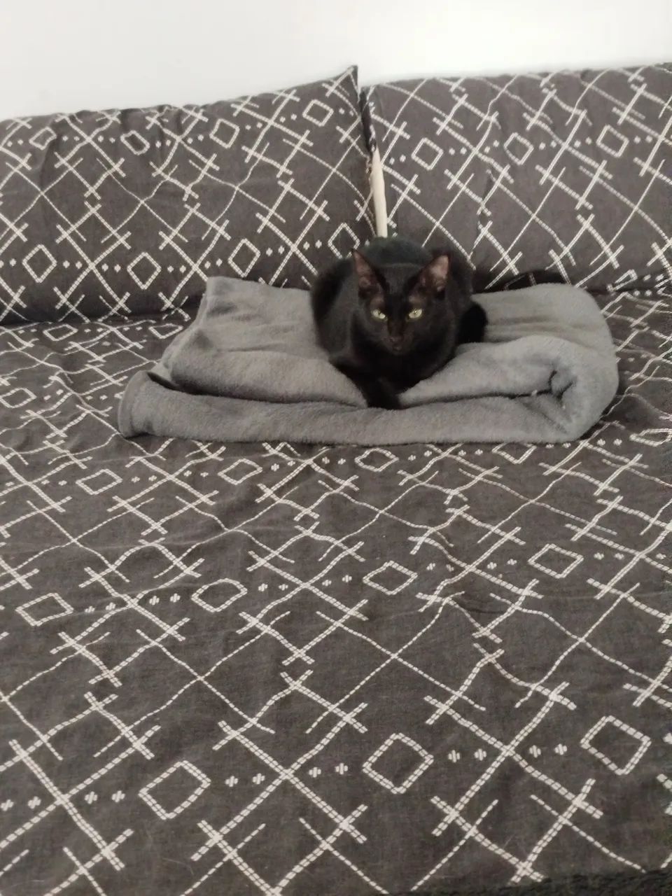 Gatos para adoção  - Foto 2