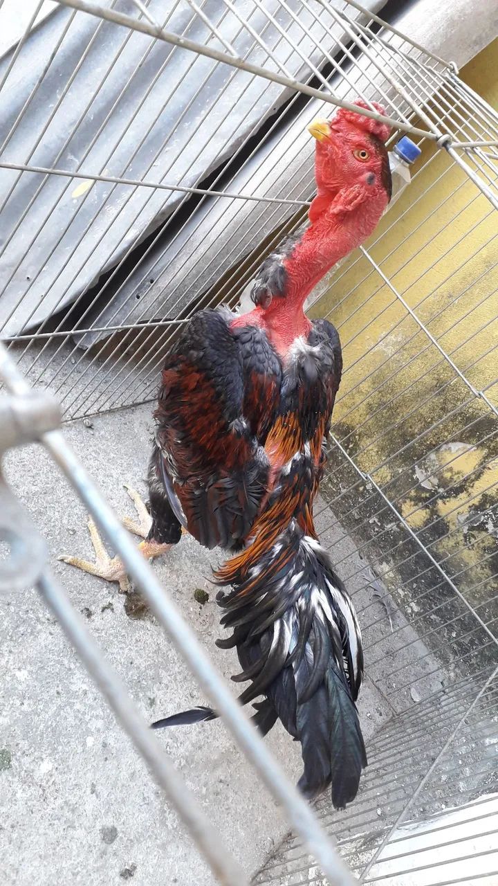 Galos  - Foto 3