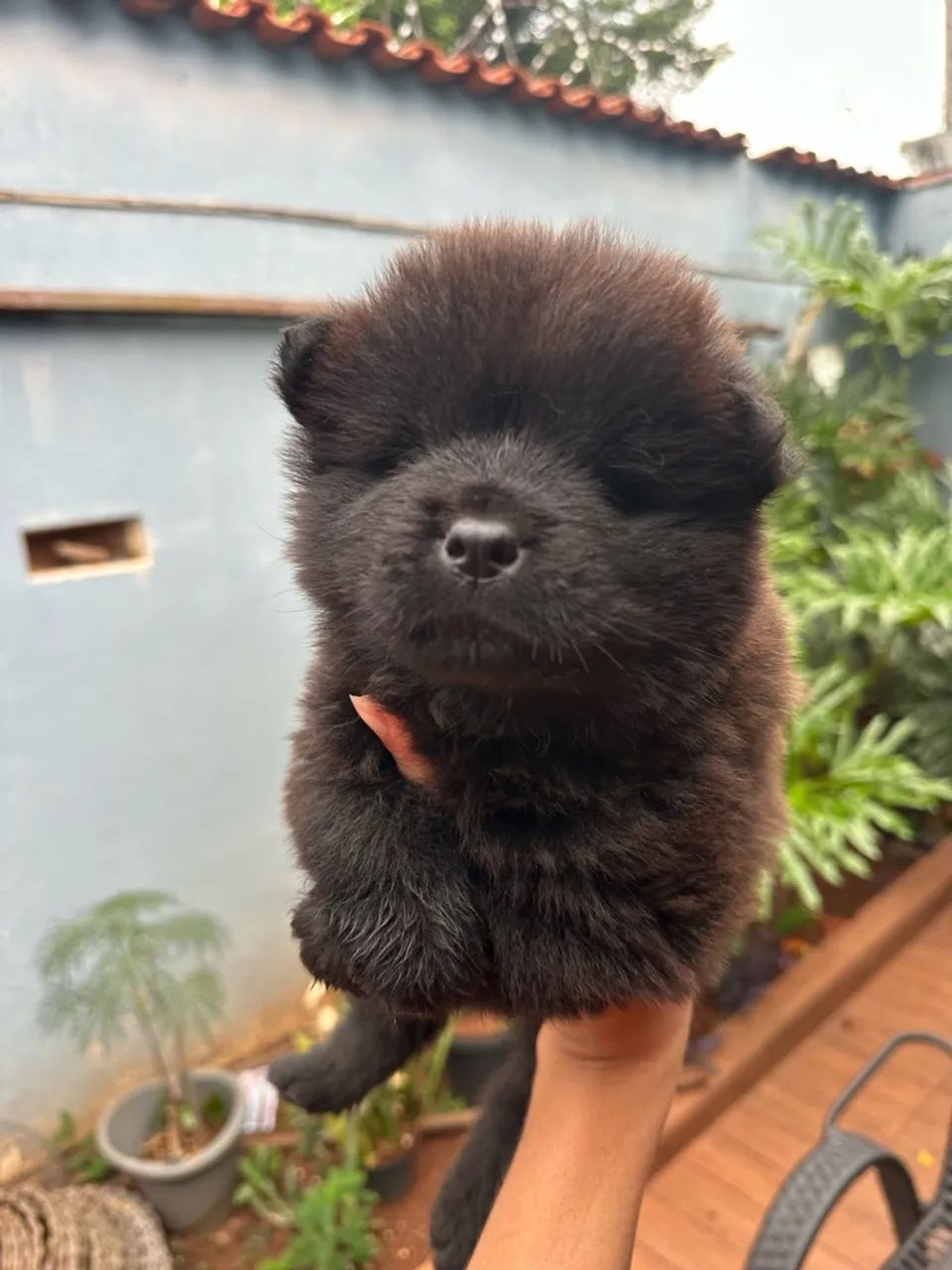 Filhote de chow chow R$250 - Foto 2
