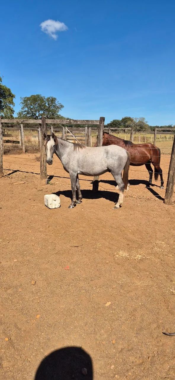 CAVALO E POTRO (Aceito gado) - Foto 3