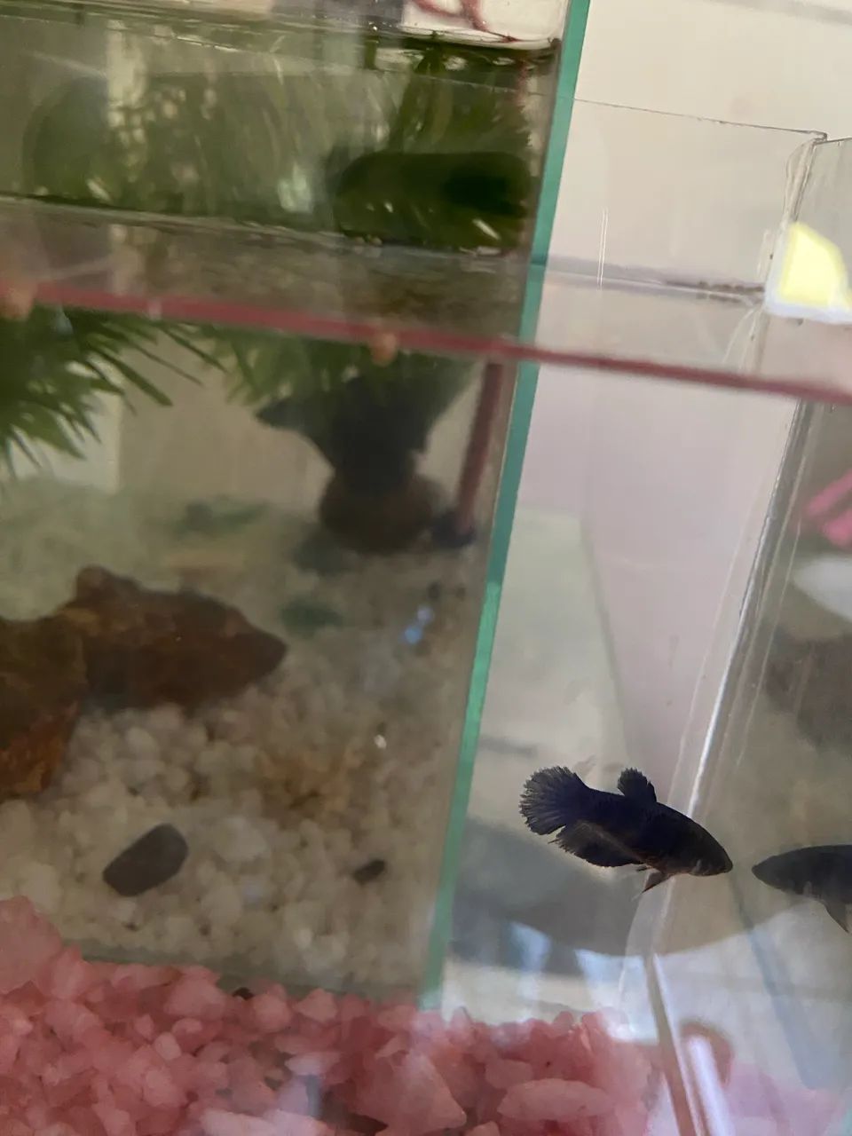 Aquário de 1 litro com Betta Blue fêmea  - Foto 2