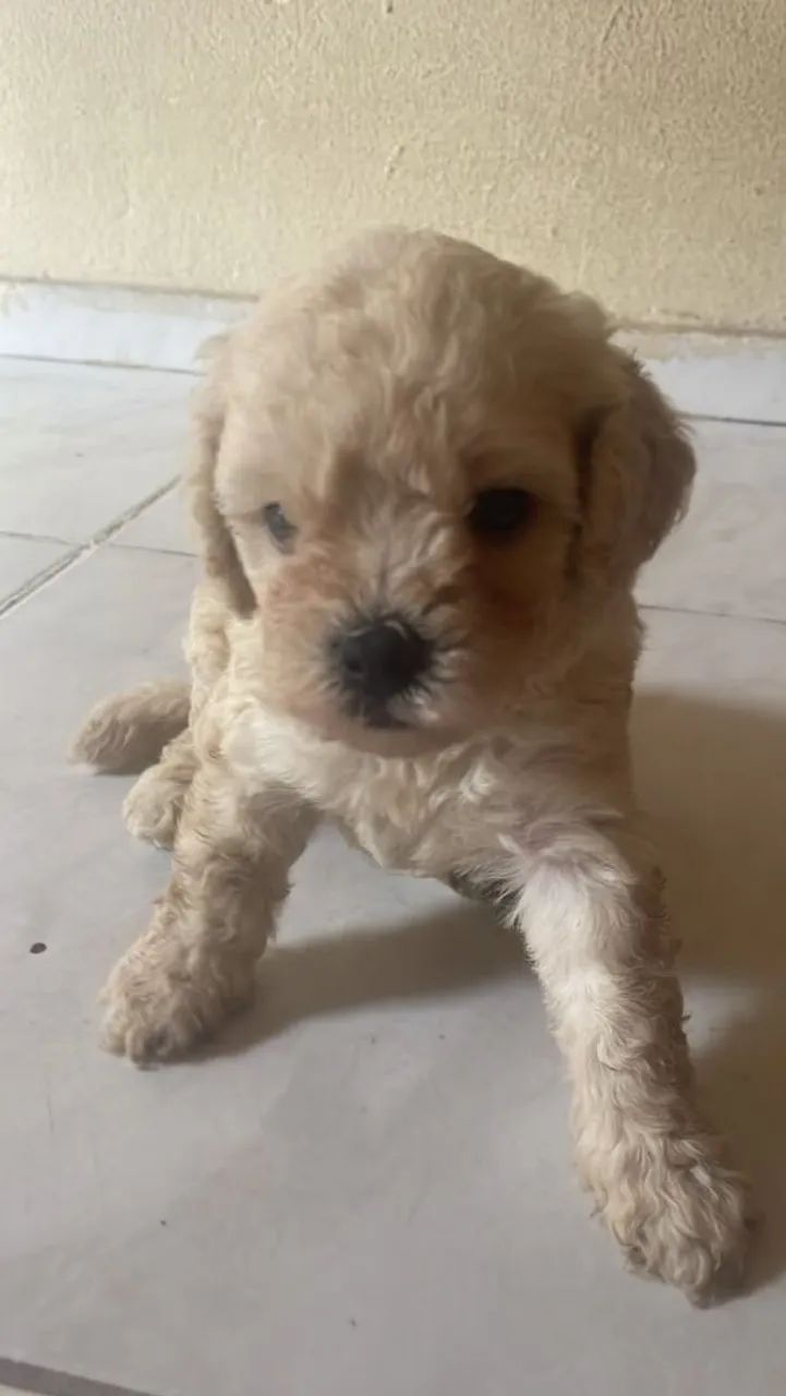 Poodle machinho