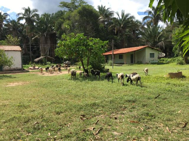 Fazenda com 980 hectares no município de Palmeirais-PI, 95 km de Teresina - Foto 12