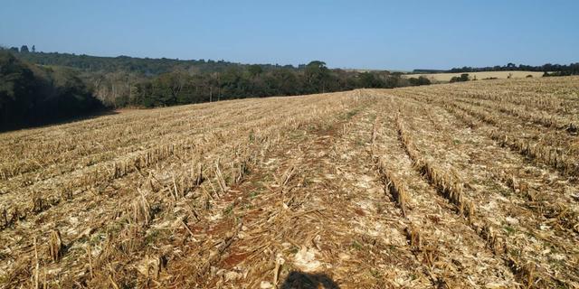 Chácara de 6.000m² saída pra Corbélia 150 mil - Foto 3