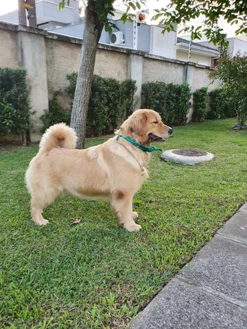 Golden Retriever Fêmea - Foto 2