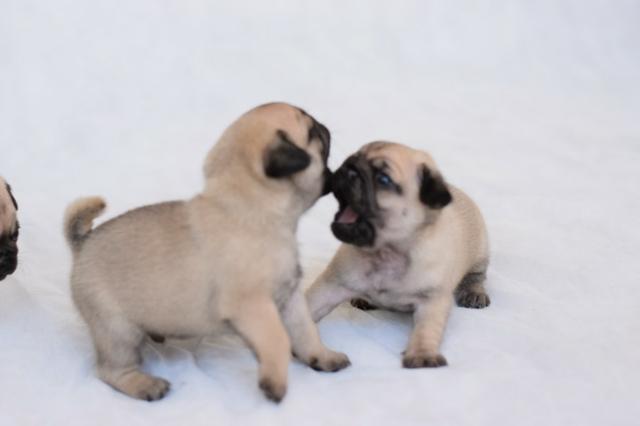 PUGs Fêmeas c/ Pedigree e Linhagem de Campeões - Foto 2