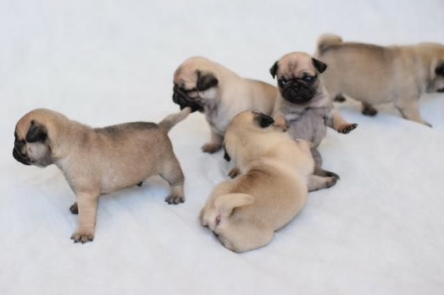 PUGs Fêmeas c/ Pedigree e Linhagem de Campeões