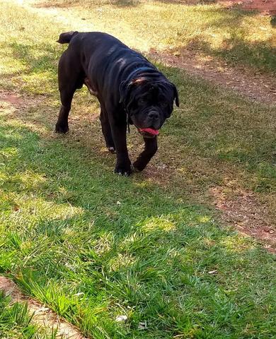Casal de filhotes bulldog campeiro a venda