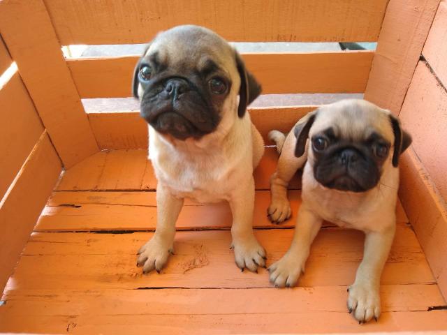 Filhotes de Pug - Foto 6