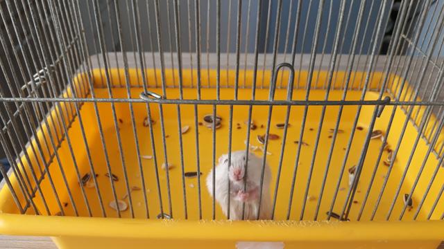 Gaiola e hamster - Foto 2