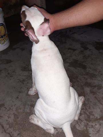 Vendo pitbull fêmea linhagem tradicional com Thompson - Foto 3