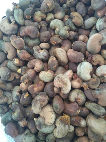 Castanha de caju precoce - Foto 2
