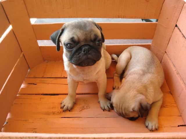 Filhotes de Pug - Foto 5