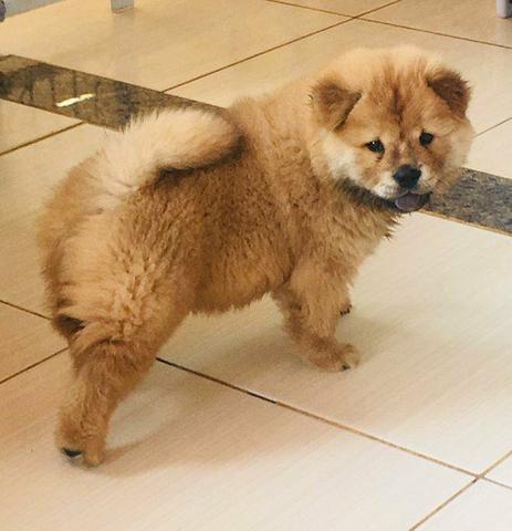 Vende-se Chow chow