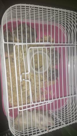 Hamster - Foto 2