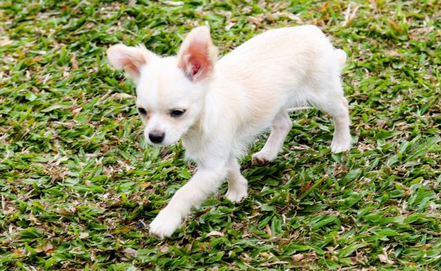 Chihuahua - Macho - Foto 2