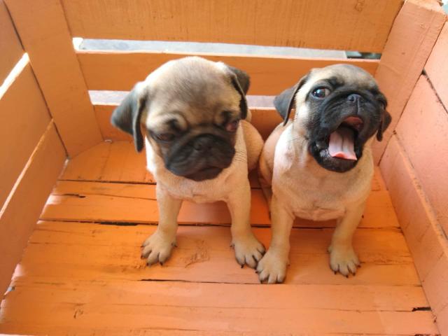 Filhotes de Pug - Foto 2