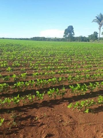 109 Alq. Entrada 50% Da Condições Planta 75 Dupla Aptidão Da Pivô Estruturada Piranhas GO - Foto 2