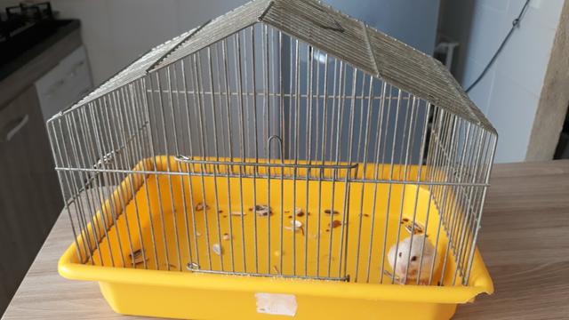 Gaiola e hamster