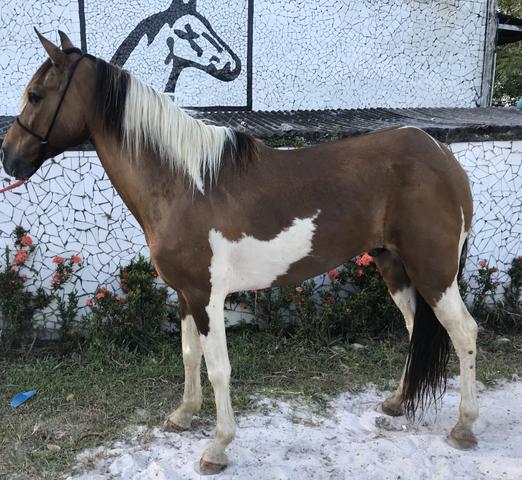 Cavalo pampa de marcha picada