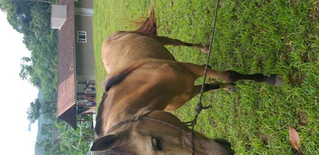 Cavalo crioulo - Foto 4