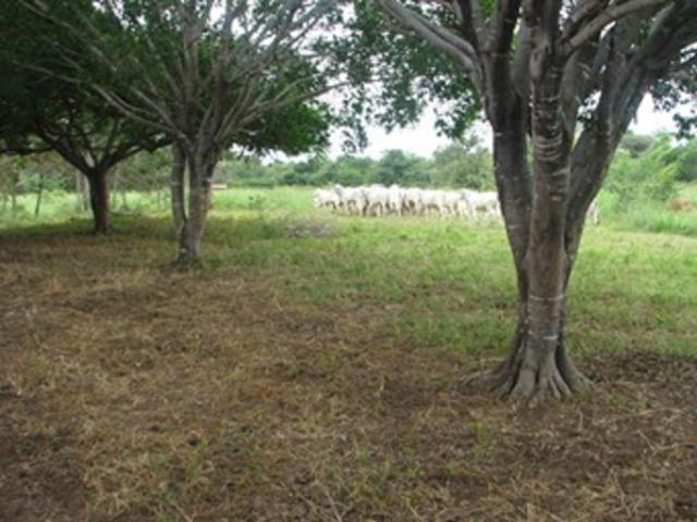 Oportunidade* Fazenda para gado no norte de Minas Gerais - Foto 10
