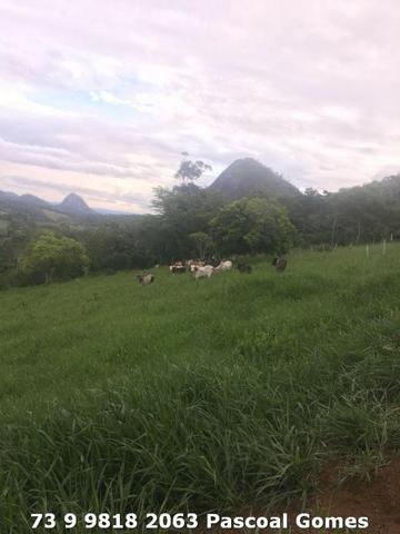 Fazenda a venda Bahia 30 hectares - Foto 2