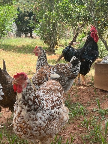 Galinha GSB Balão sertanejo de Baixa Grande 