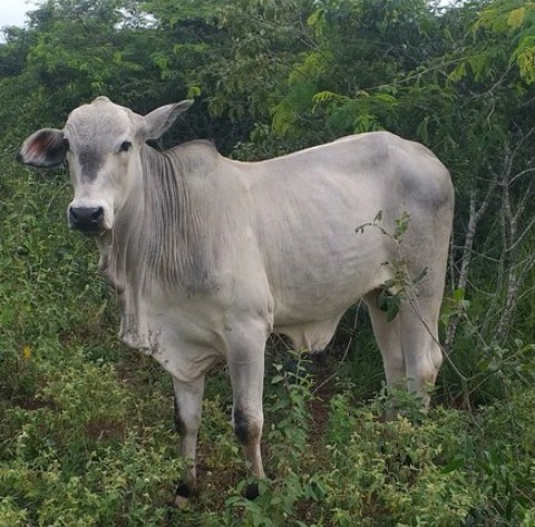 Garrotes de boa procedência 