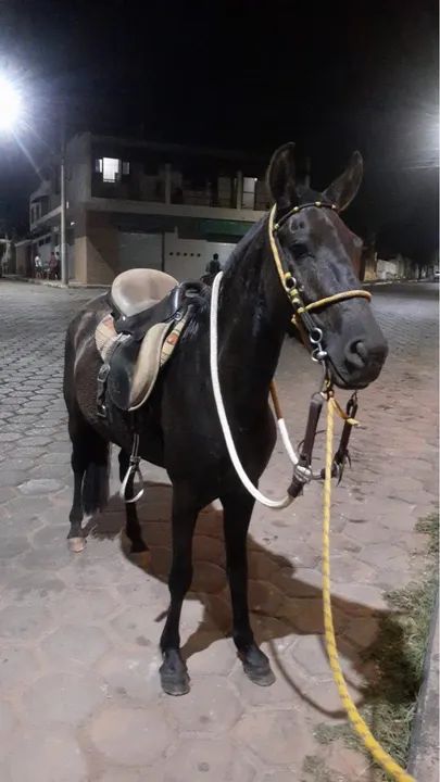 Égua mangalarga - Foto 3