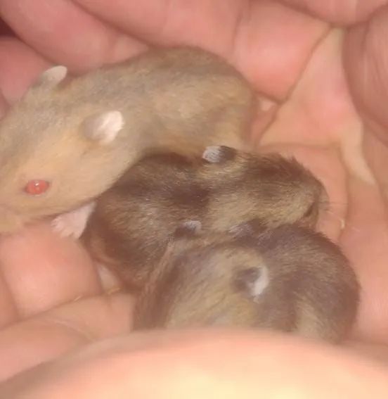 Hamster Anao Russo - Foto 4