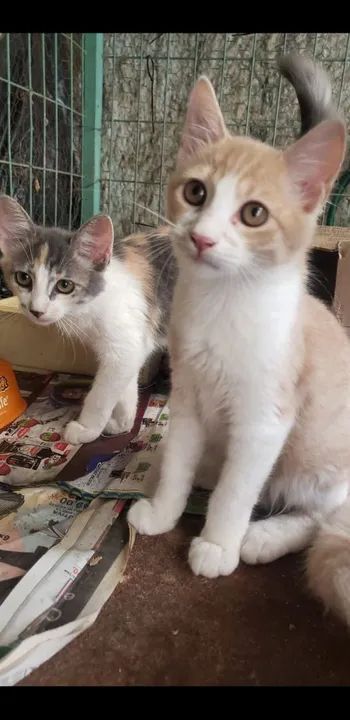 Gatinho macho para adoção - Foto 2