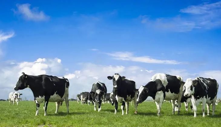 Vacas Girolando Leiteiras - Produção Alta em até 12 X - Foto 5