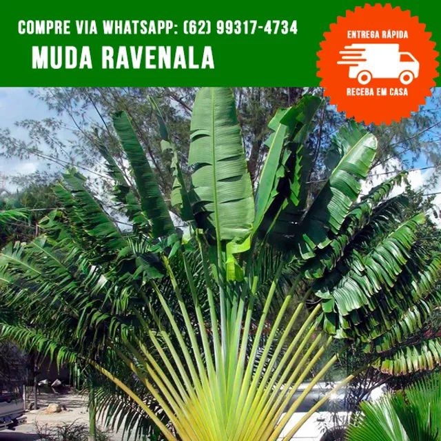 Mudas de Ravenala