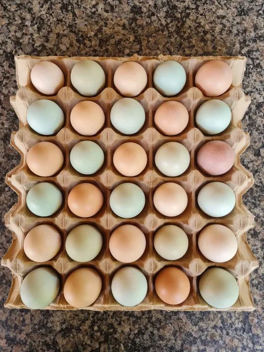 Ovos galados Galinha GLC - Foto 3