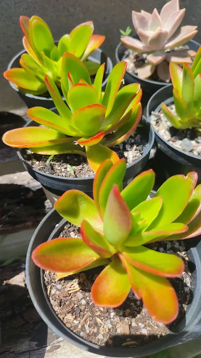 Planta suculenta