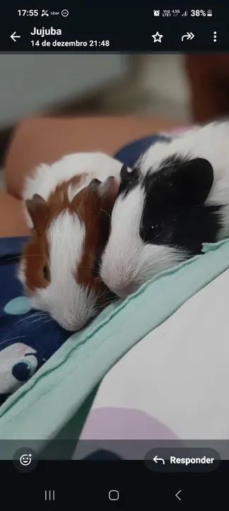 Porquinhos da Índia 