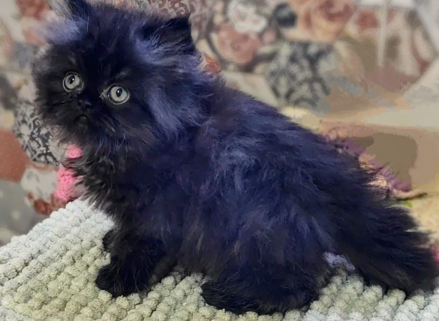 Presente para o dia dos namorados! Gatinho Persa Black com acinzentado, pelos longos